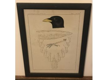 John Mix Stanley- Engraving Of Birds