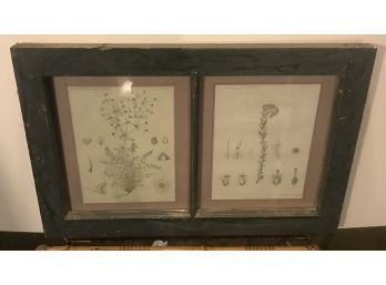 Two Botanicals In Rustic Frame - 1858