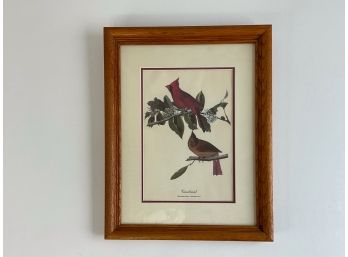 Ornithological Print Of Cardinal Bird