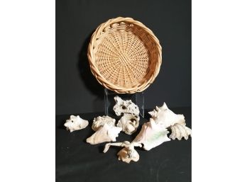 Basket And Large Sea Shells