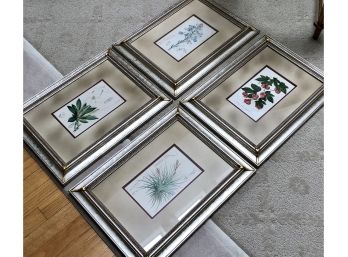 Set Of Four Framed Limited Edition Hand-colored Curtis Botanical Prints