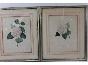 Pair Of Jung Hand Colored Rose Prints