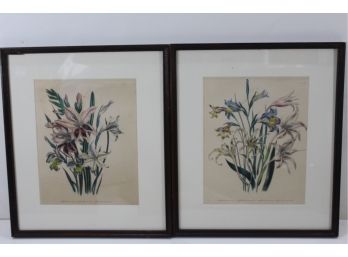 Pair Of Vintage Hand Colored Floral Engravings