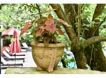 Cast Stone Planter With Grape Detailing And Live Plant