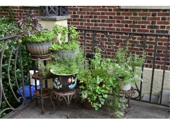 Collection Of Herbs In Garden Planters With Stands - Basil, Parsley And More!