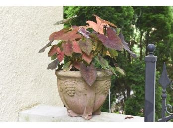 Cast Stone Planter With Grape Detailing And Live Red Leaf Plant