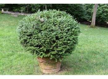 Large Cast Stone Round Planter With Boxwood Bush