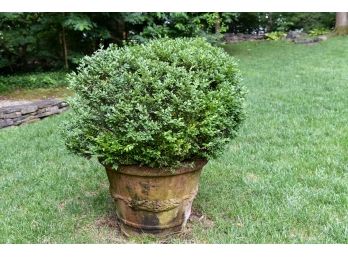 Large Cast Stone Round Planter With Boxwood Bush