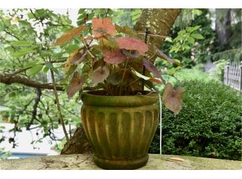 Cast Stone Ribbed Planter With Live Plant