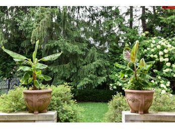 Pair Of Cast Stone Grape Design Planters With Live Plants