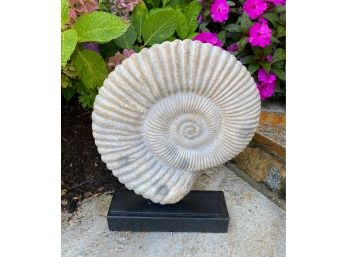 Ammonite On Stand