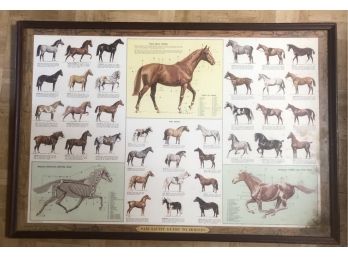 Framed Horse Poster