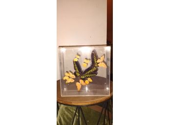 Vintage Acrylic  Framed Butterflies