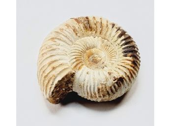 Ammonite Fossil  Rock