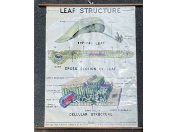 Vintage 1944 Scientific Supply Co. NYSSCo Cellular Leaf Structure Botanical Poster