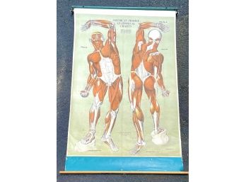 Antique A J Nystrom & Co American Frohse Anatomical Muscle Chart Medical Poster