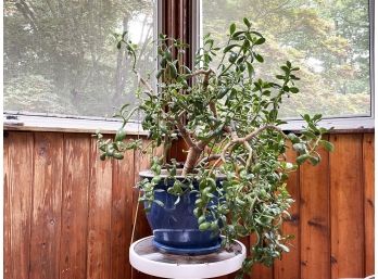 Potted Jade Plant