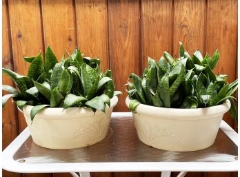 Pair Of Live Plants In Planters