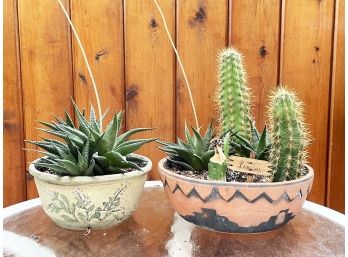 Live Cacti And Succulents In Pots