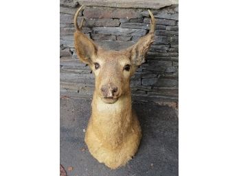 Taxidermy Mount - 4 Point Buck Going On 8.