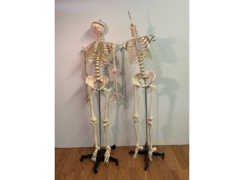 Pair Of Life Size Medical Anatomical Model Skeletons