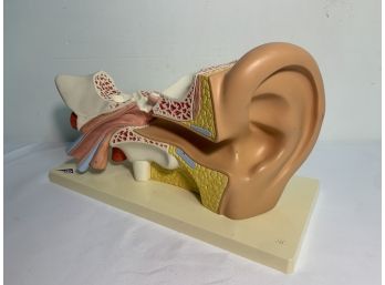 Doctors Office Ear Anatomy Display