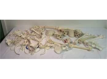 Medical Anatomical Skeleton Bones LOT