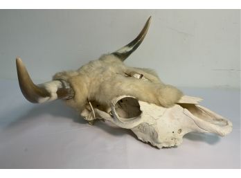 Buffalo Skull