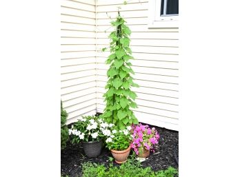 Trellis Stand With Potted Plants