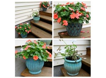 Three Ceramic Potted Plants