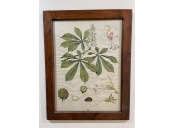 Vintage German Botanical Print Framed