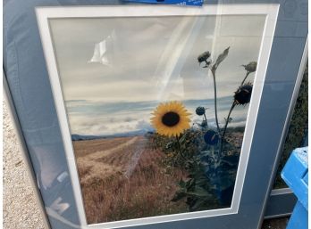 Two Sunflower Photos. 20 1/4 X 16 1/4 Matted & Framed. See Photos For Other Photo