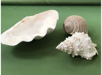 Large Shell Group