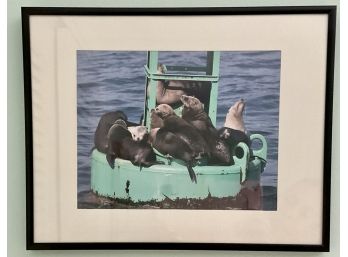 Framed Photo Of Seals