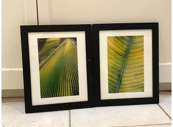 Framed Leaf Photos