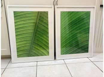 Leaf Prints In White Frames