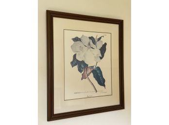 Ethan Allen Magnolia Botanical Print 26 Inch W X 31 Inch L