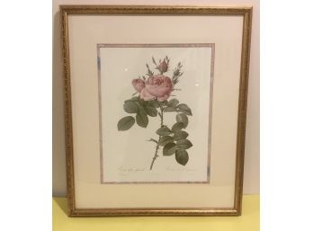 Pretty Rose  Botanical Print