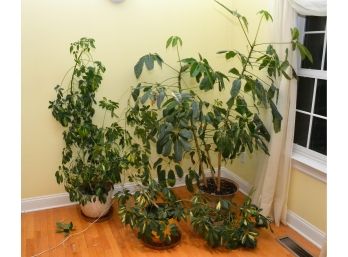 Three LIVE Indoor Plants W/Pots