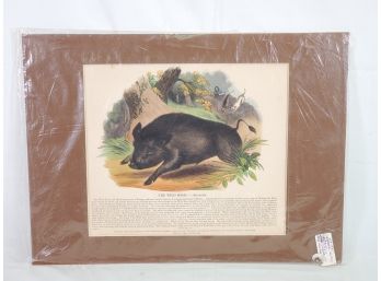 Antique 1845 Josiah Wood Whimper Natural History The Wild Boar Hand Colored Wood Engraving