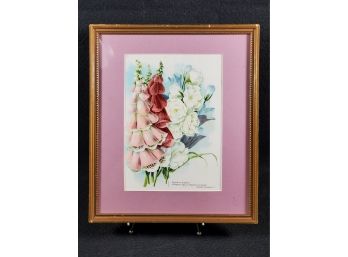 Vintage Framed Botanical Foxgloves Floral From 1900s Seed Catalog