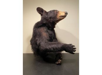 Taxidermy Small Black Bear