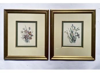 A Pairing Of Framed 19th Century Botanical Prints