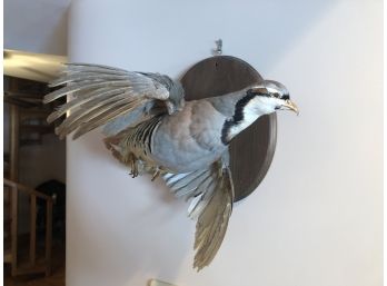 Chukar Bird Taxidermy Mount