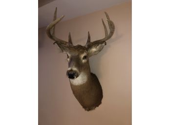 Deer Head Taxidermy Mount #1