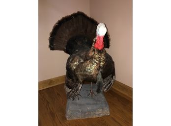 Wild Turkey Full Body Taxidermy Mount