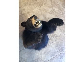 Black Bear Half Body Taxidermy Mount