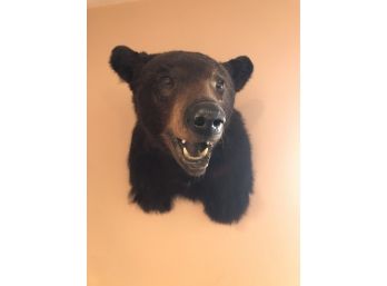 Black Bear Taxidermy Head