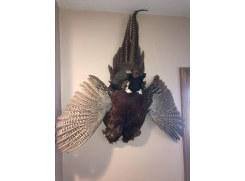 Ringneck Pheasant Taxidermy Mount