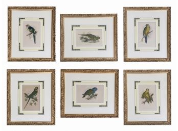 Collection Of Six Vintage Bird Prints In Gilt Frames